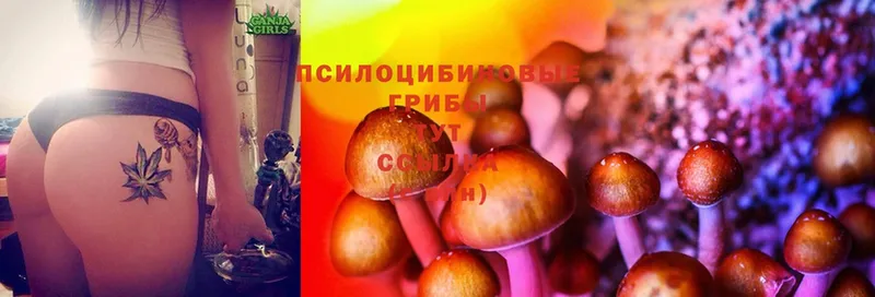 Псилоцибиновые грибы Psilocybine cubensis  Кумертау 